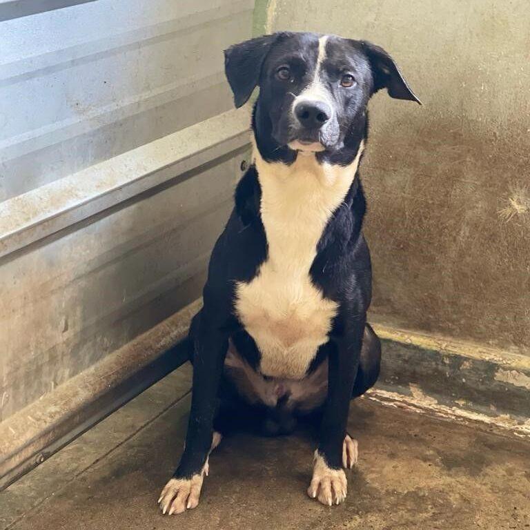 A young medium-sized male Black Labrador Retriever dog named Steven for adoption in San Juan, PR
