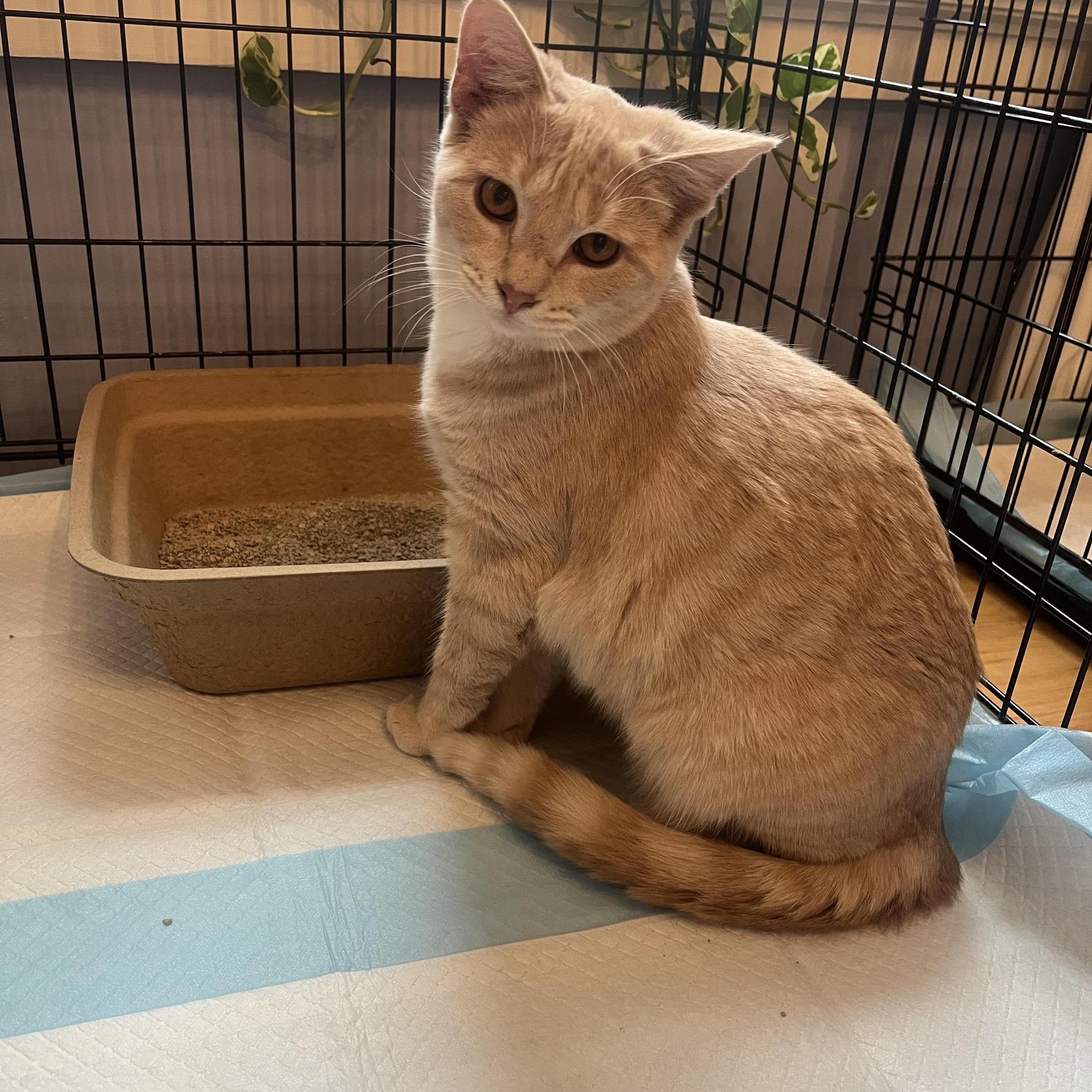 A young medium-sized male Buff / Tan / Fawn Domestic Short Hair cat named Tostada for adoption in Mineral Point, WI