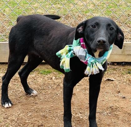 A young medium-sized female Mixed Breed dog named Joan Of Bark $ for adoption in Seneca, SC