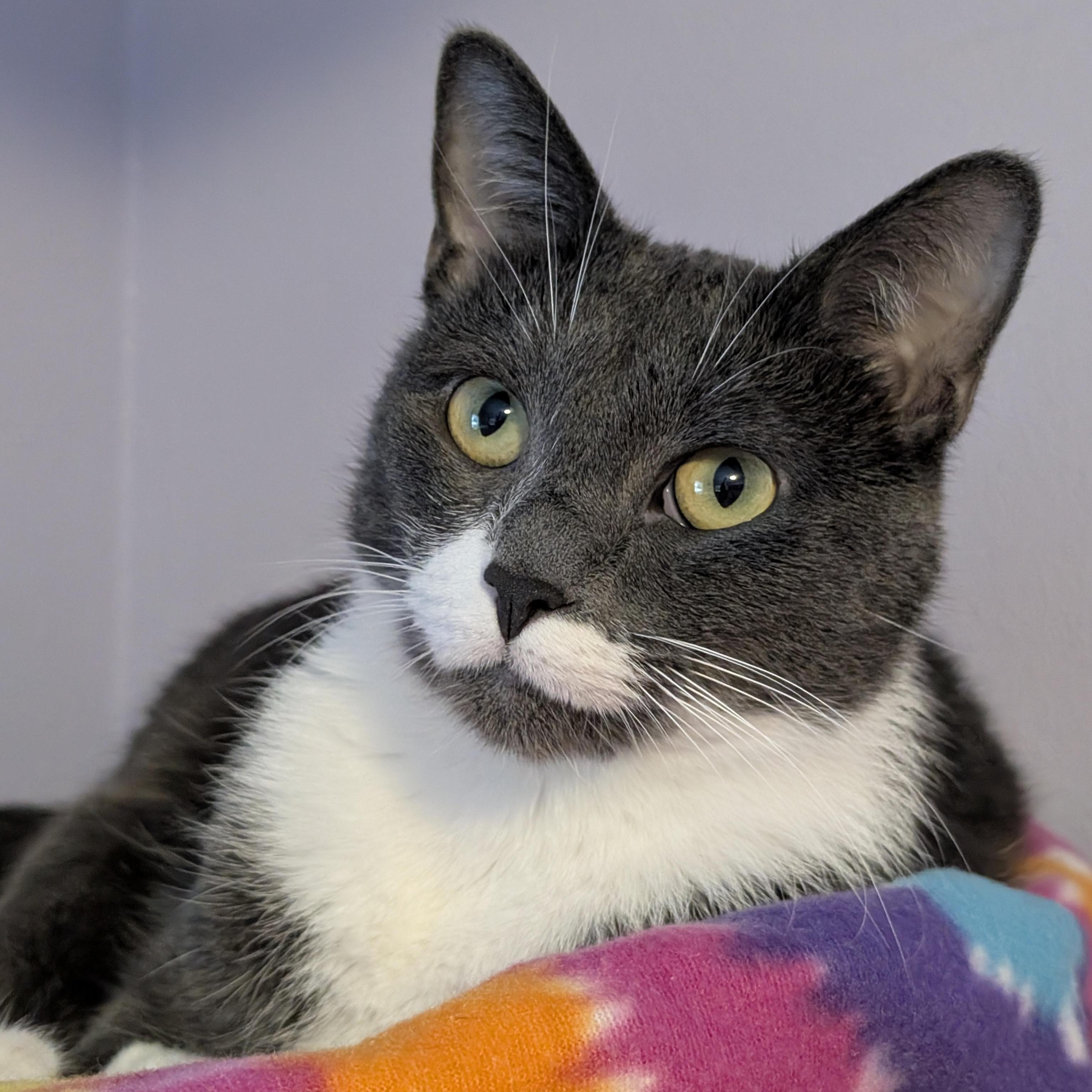 Poopsie Slime Surpise