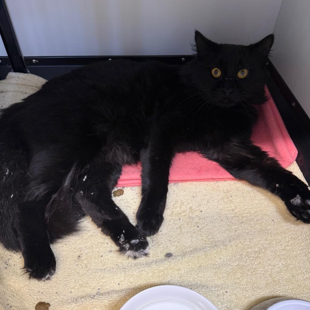 Edward Scissorhands photo 1