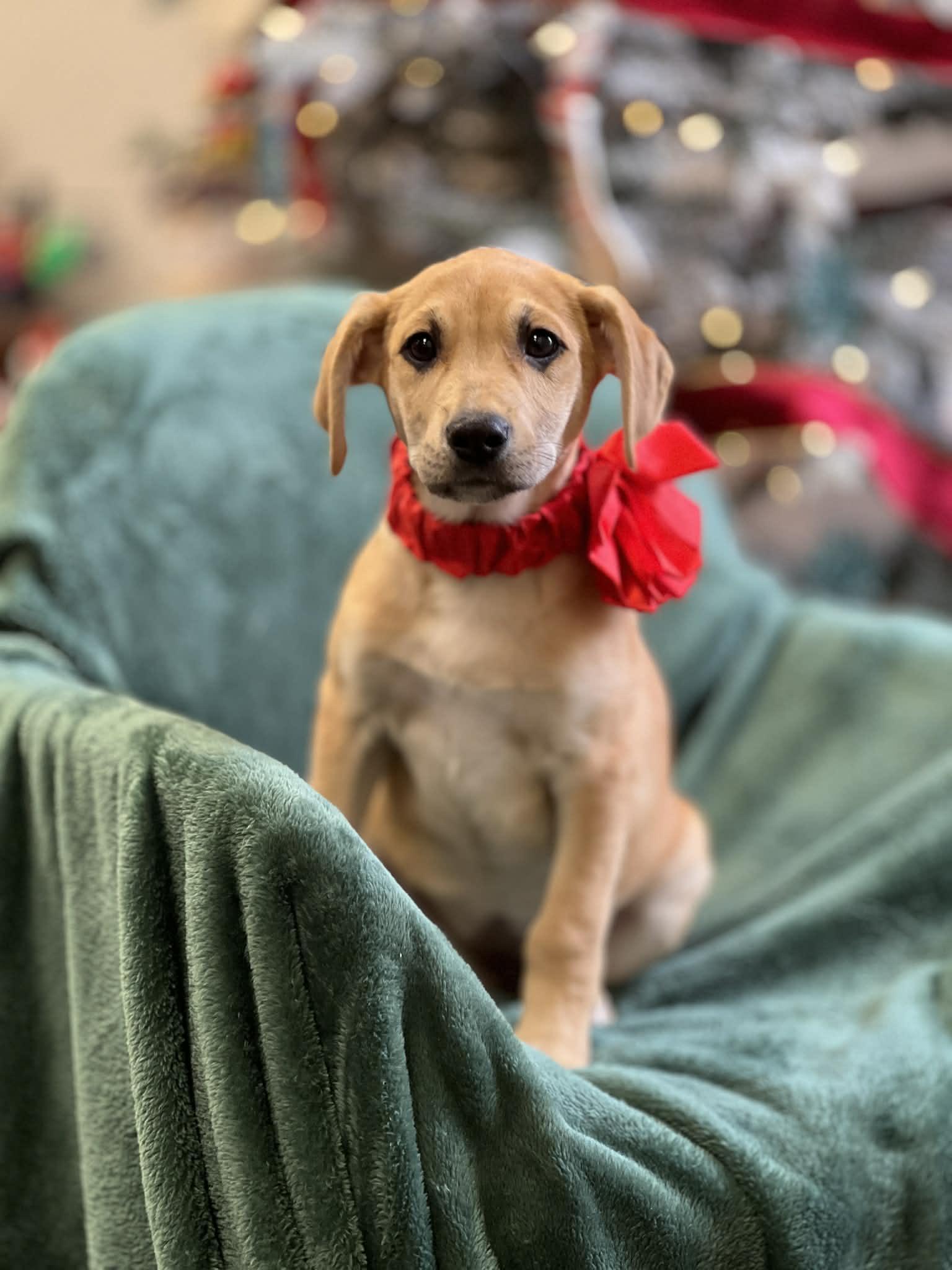 Cookie The Retriever Mix