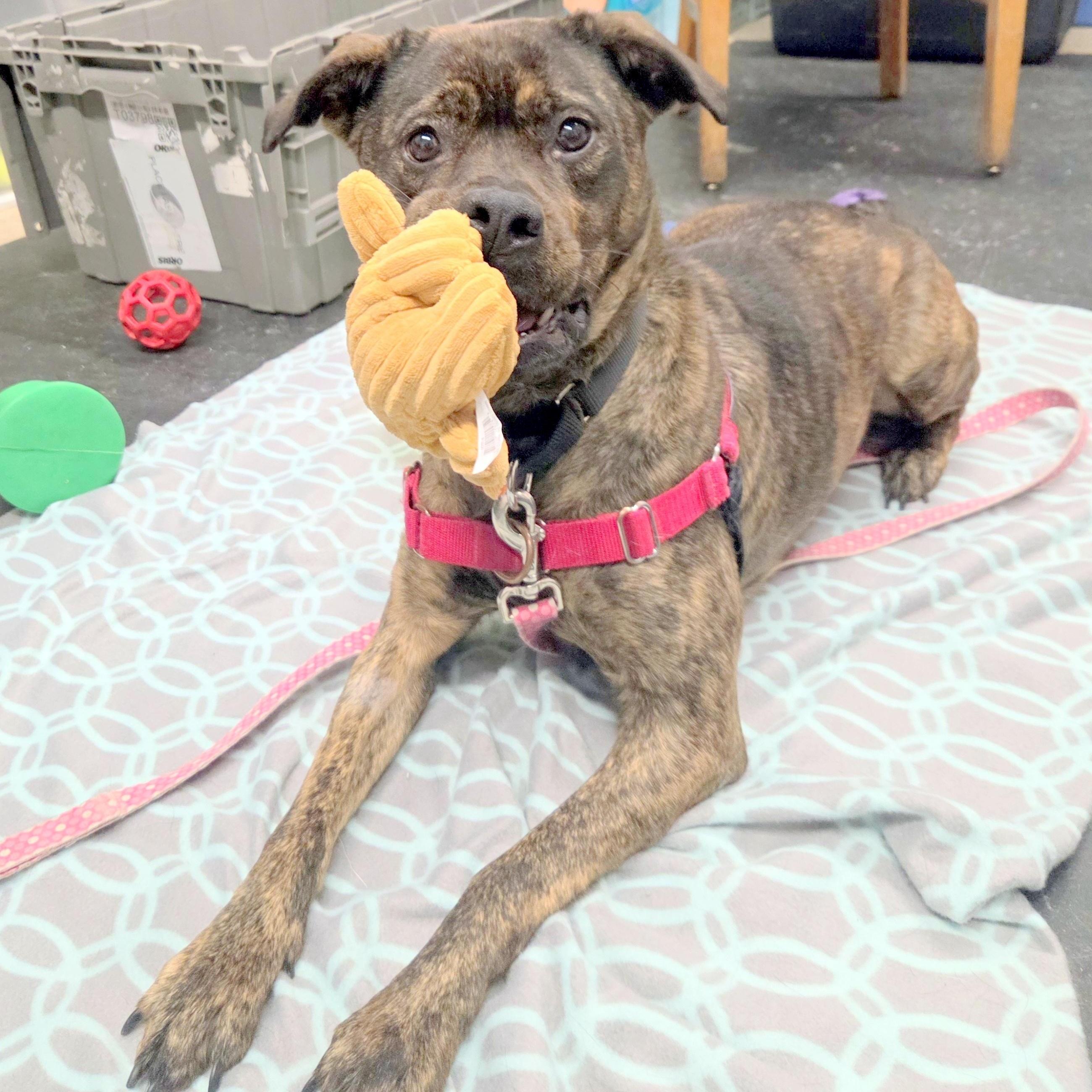 Nestaan Absolute Sweetheart