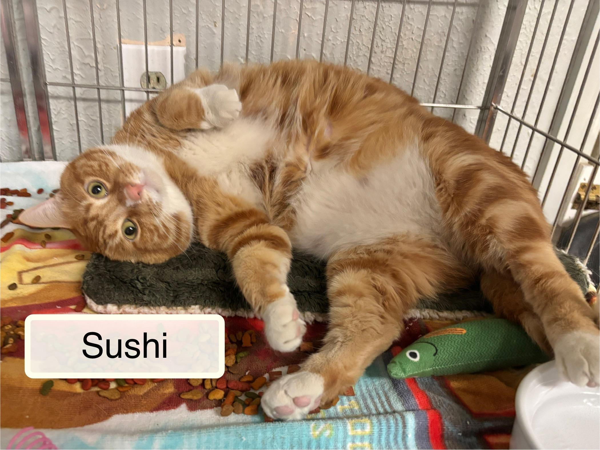 Sushi
