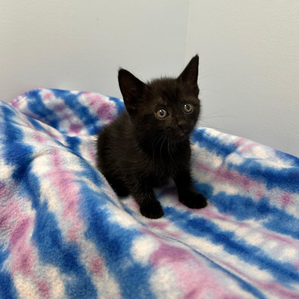 Shania Twain photo 1