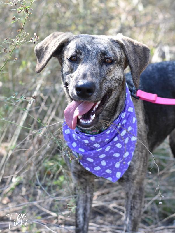 A young medium-sized female Brindle Dutch Shepherd dog named Tikki for adoption in Conroe, TX