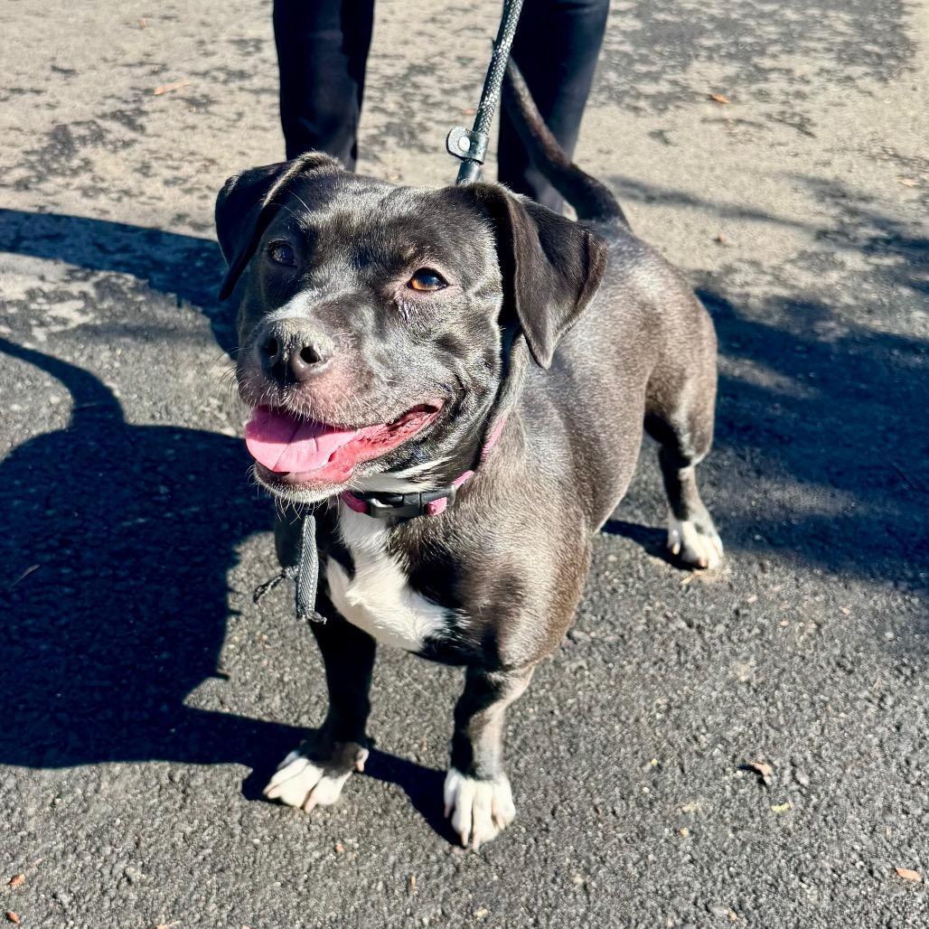 Gigi Chino Hills Location