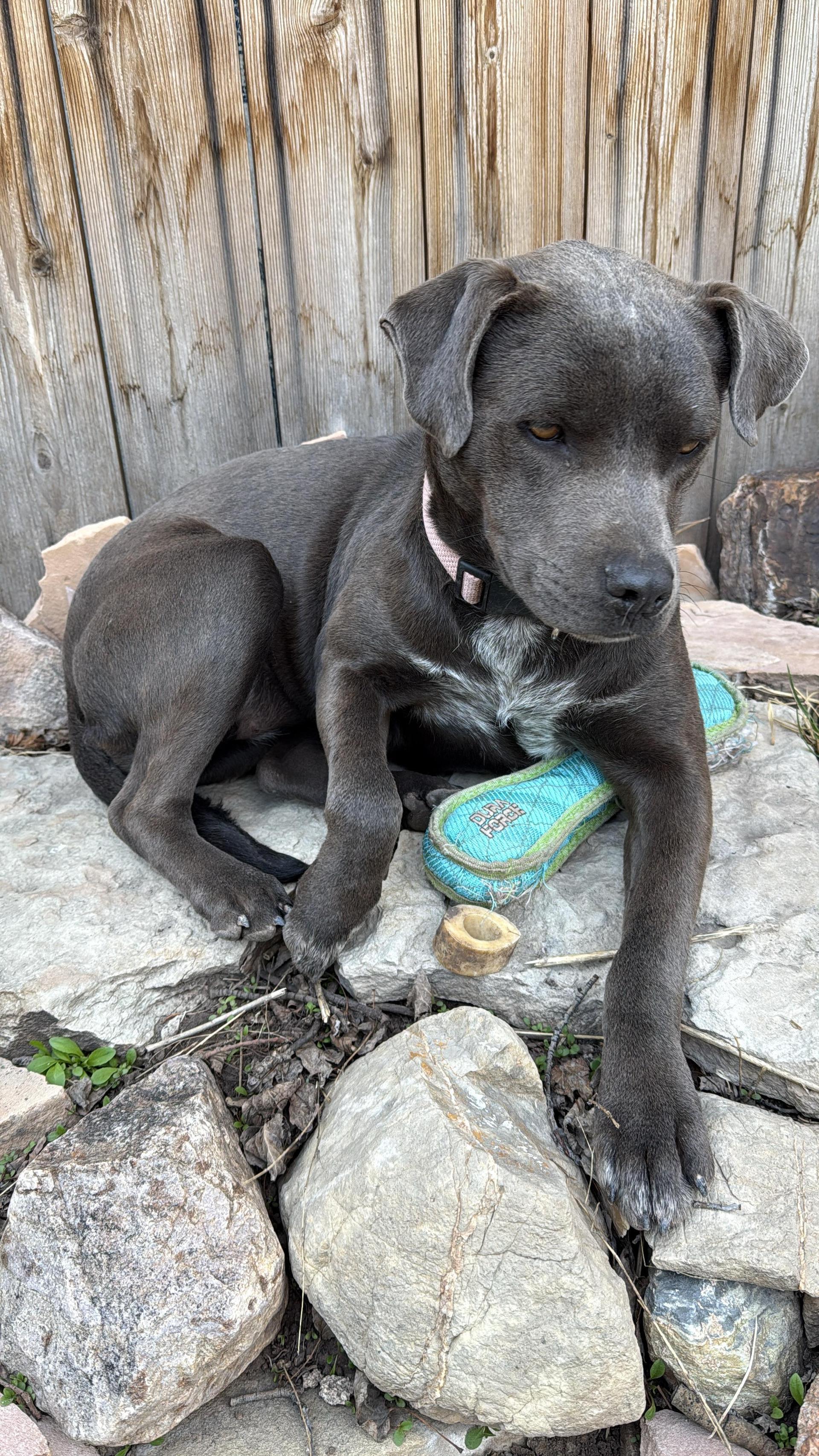 A young medium-sized female Black Labrador Retriever dog named Ember for adoption in Chinle, AZ