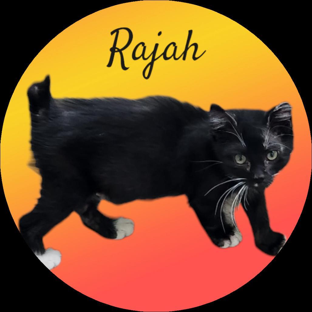 Rajah photo 1