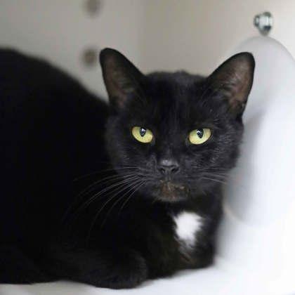 Midnight Browniebite