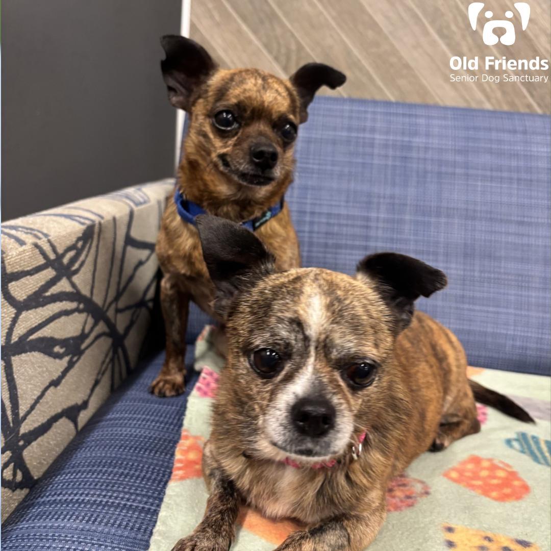 Georgette And Firecracker