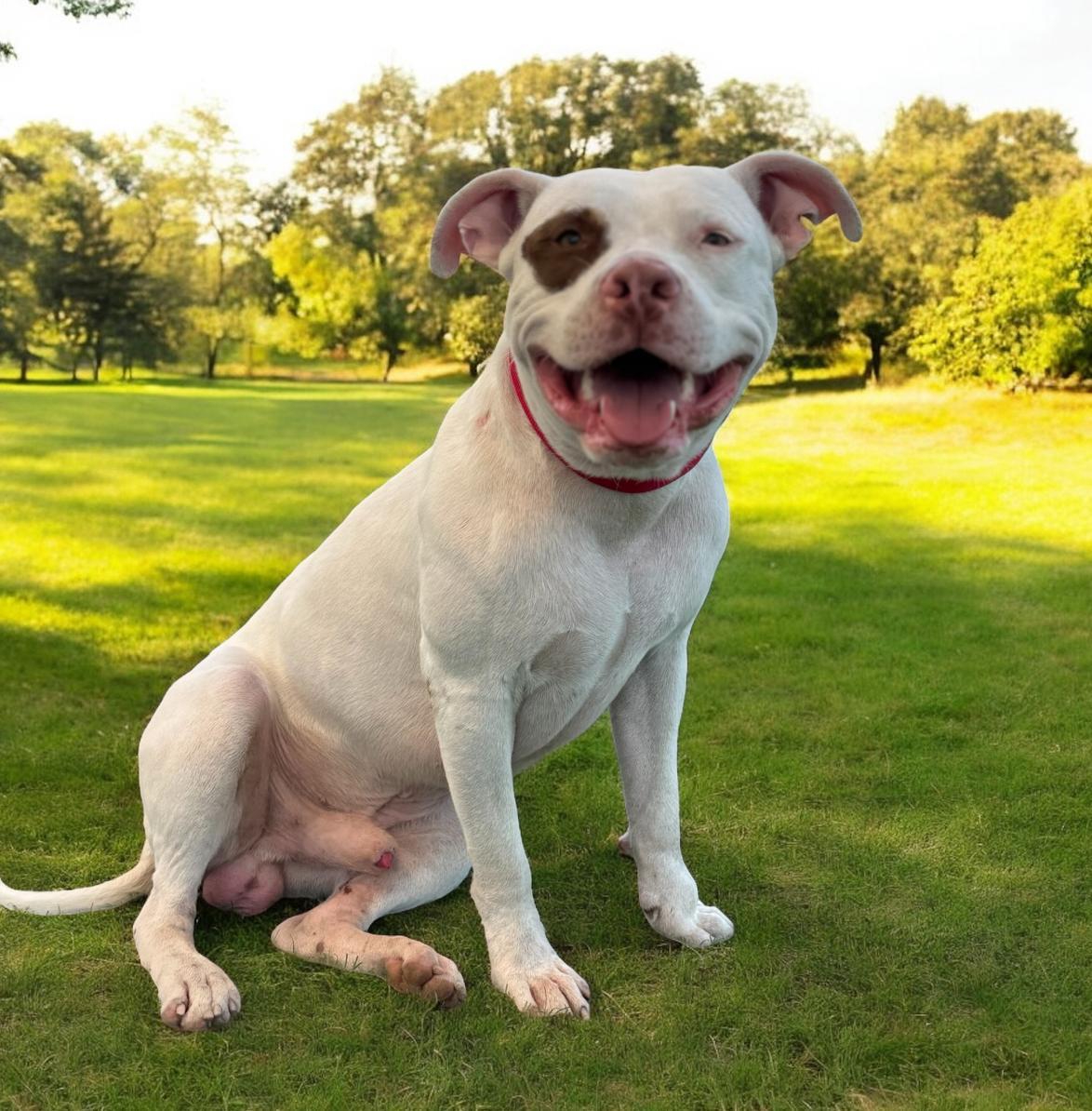An adult medium-sized male White / Cream Pit Bull Terrier dog named Diesel for adoption in Kenedy, TX