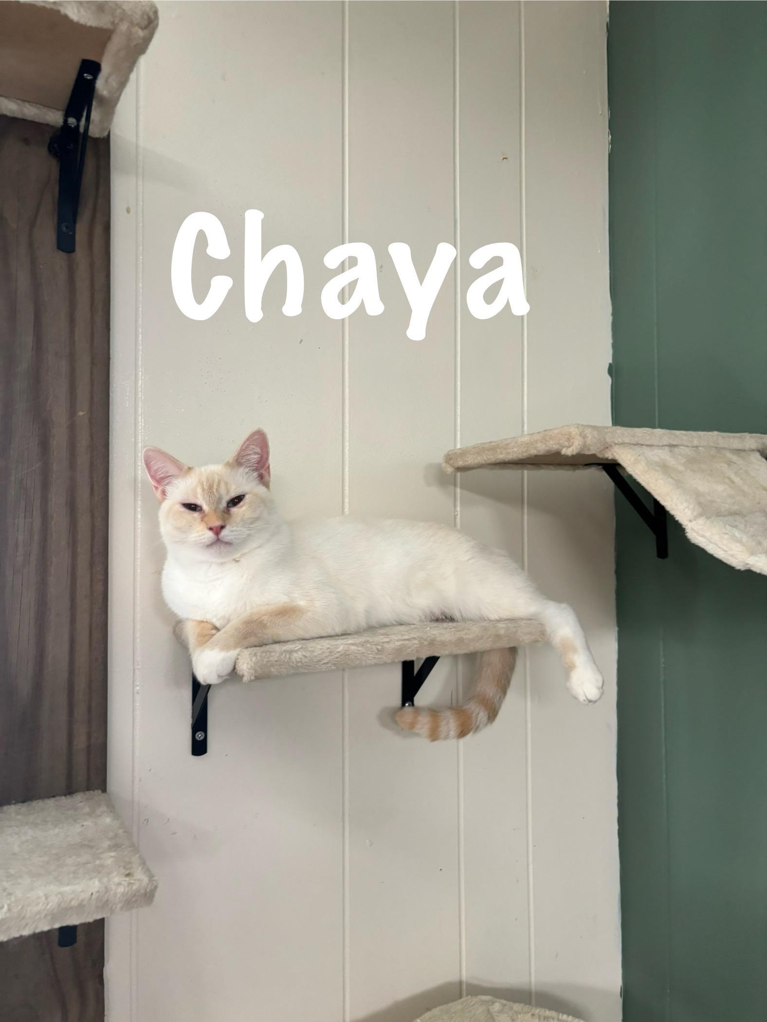 Chaya