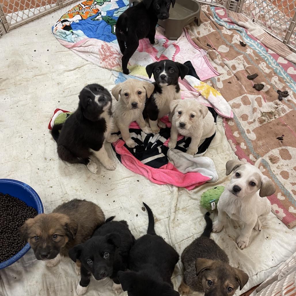 Double Dew Pup______