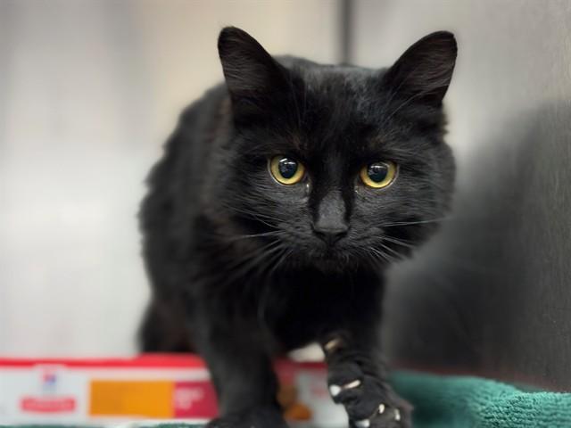 A baby medium-sized female Domestic Long Hair cat named Chanel for adoption in Rancho Cucamonga, CA