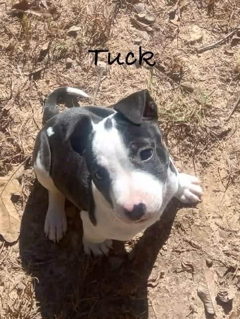 Tuck