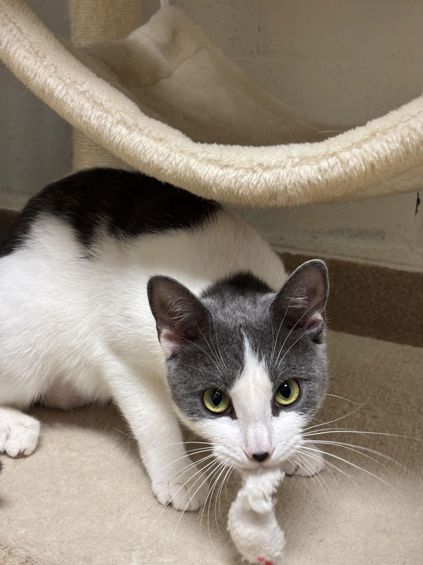 An adult medium-sized female Gray & White Domestic Short Hair cat named Misty for adoption in Brick, NJ