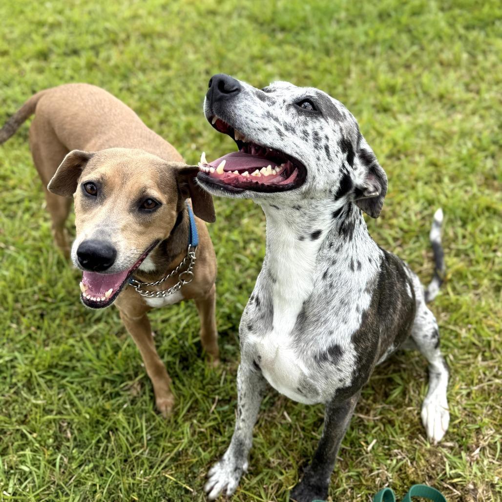 Cleo Featured Pup photo 1