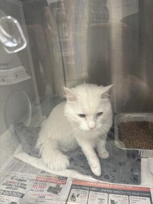An adult medium-sized male Domestic Short Hair cat named Casper for adoption in Atlanta, GA
