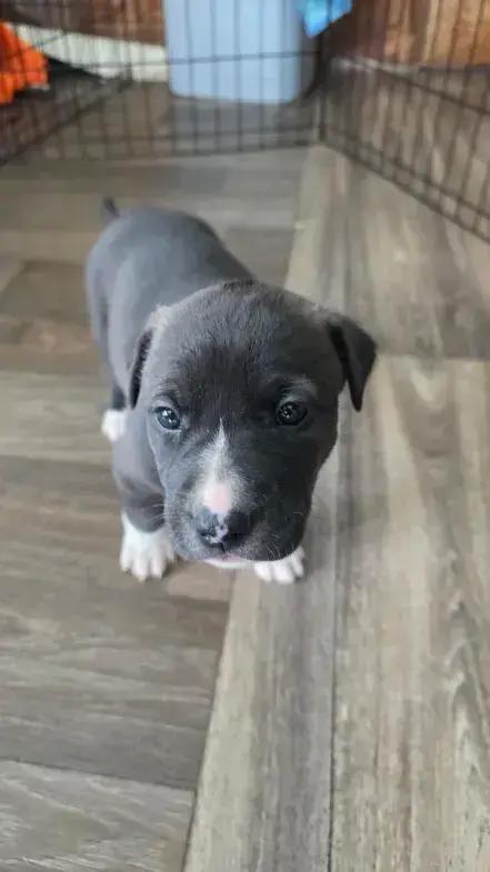 Jack Daniels photo 1