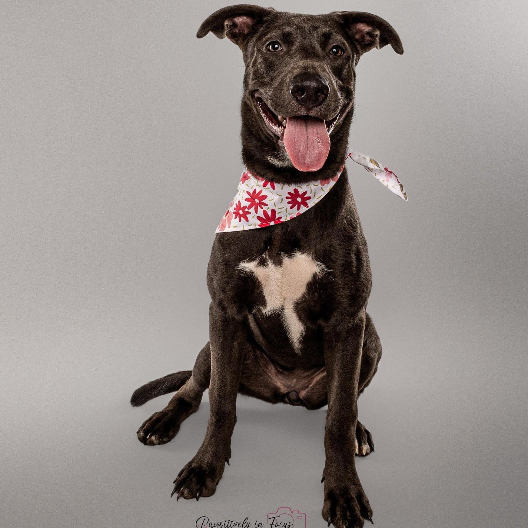 A young medium-sized female Gray / Blue / Silver Pit Bull Terrier dog named Belle for adoption in Spring, TX