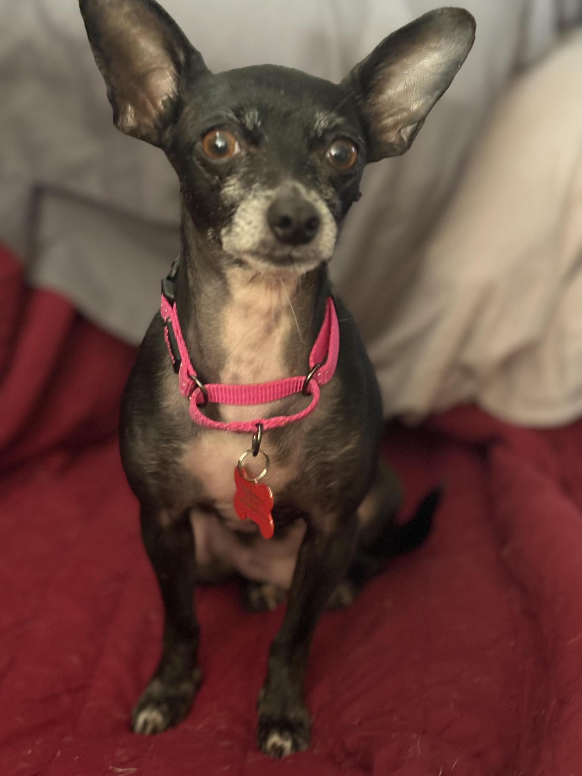 Hildie