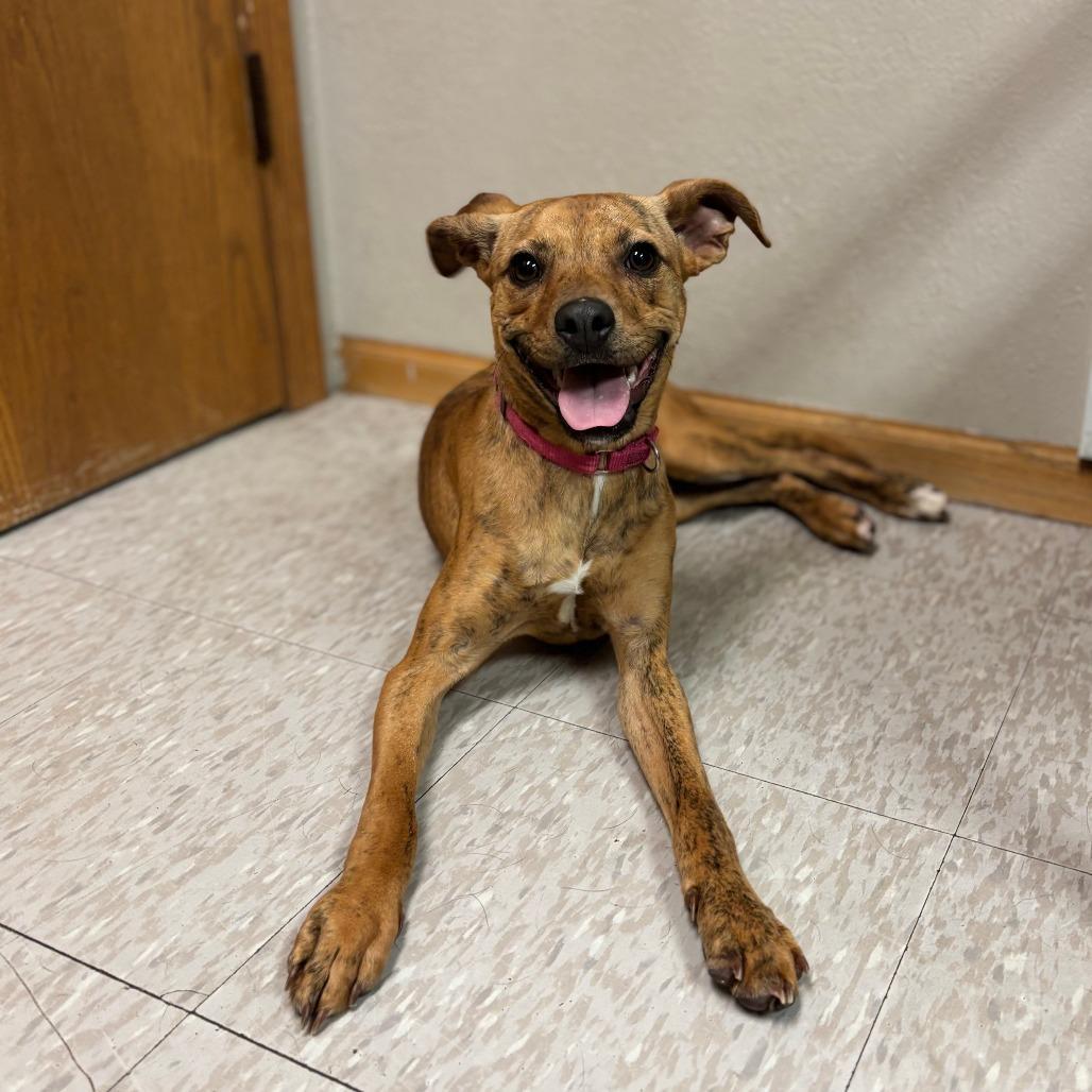 A young medium-sized female Brindle Hound dog named Ira for adoption in Fargo, ND