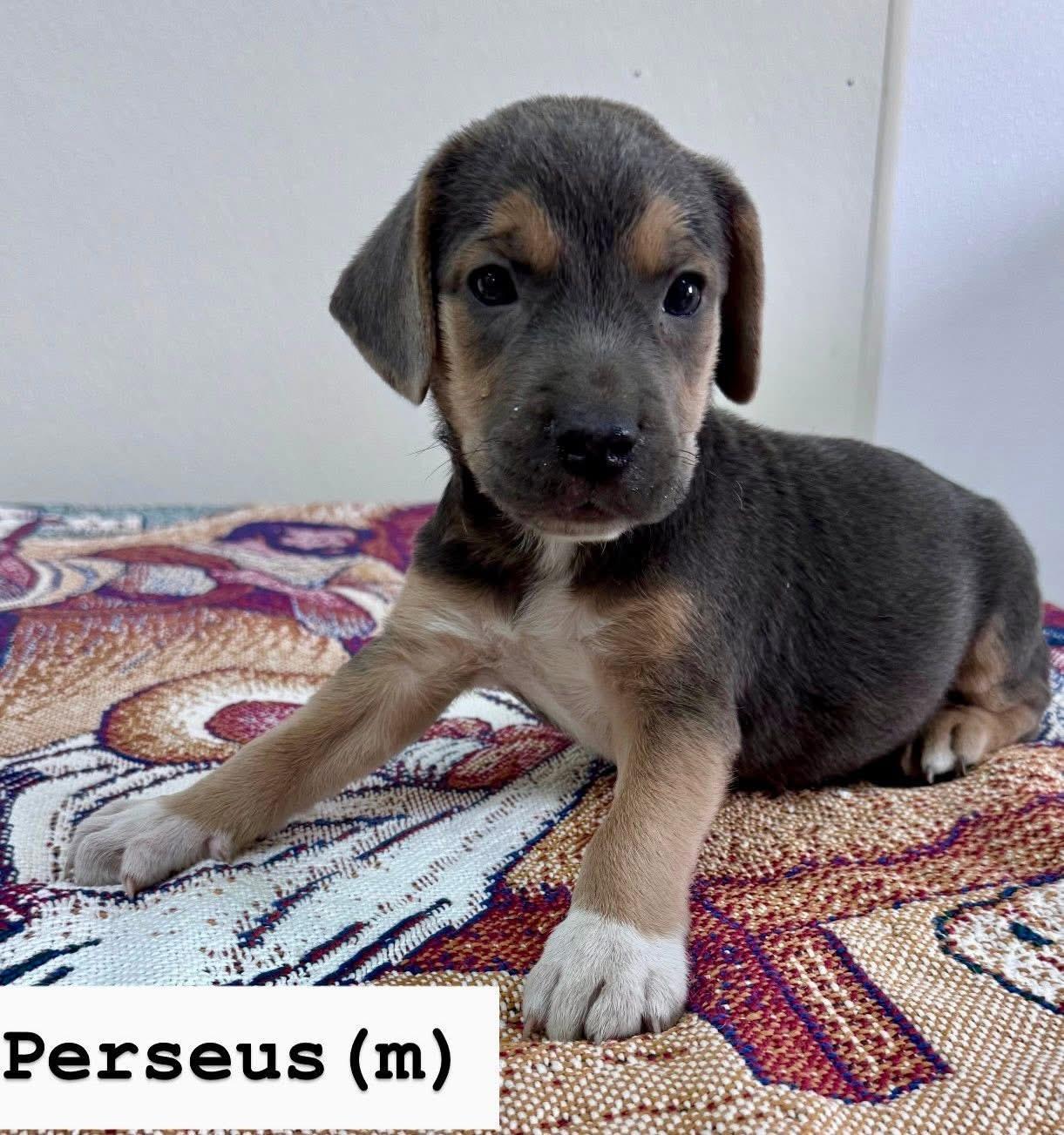 Perseus