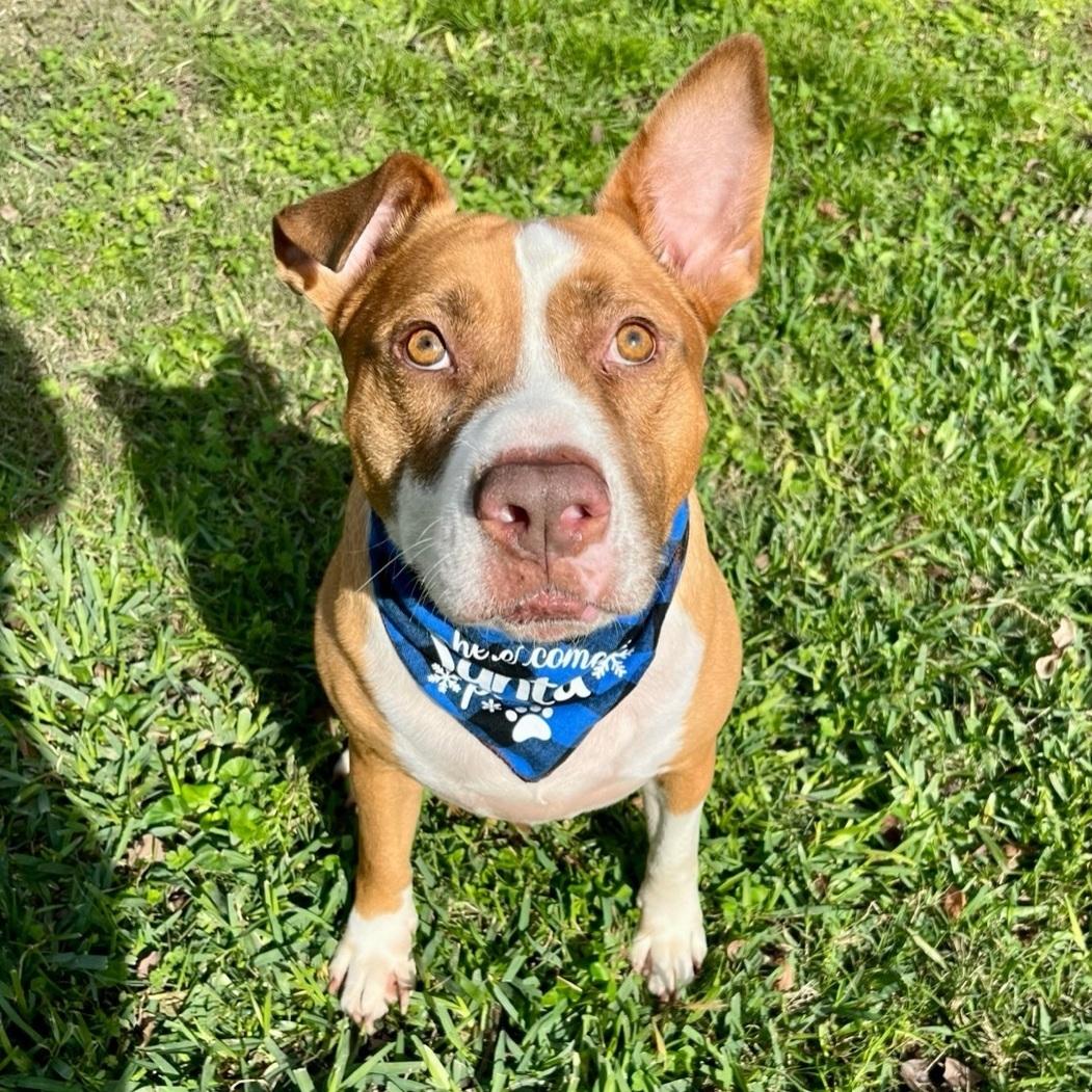 An adult large-sized male Red / Chestnut / Orange Staffordshire Bull Terrier dog named Marco for adoption in Longview, TX