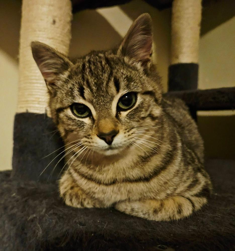 Chicken Little photo 1