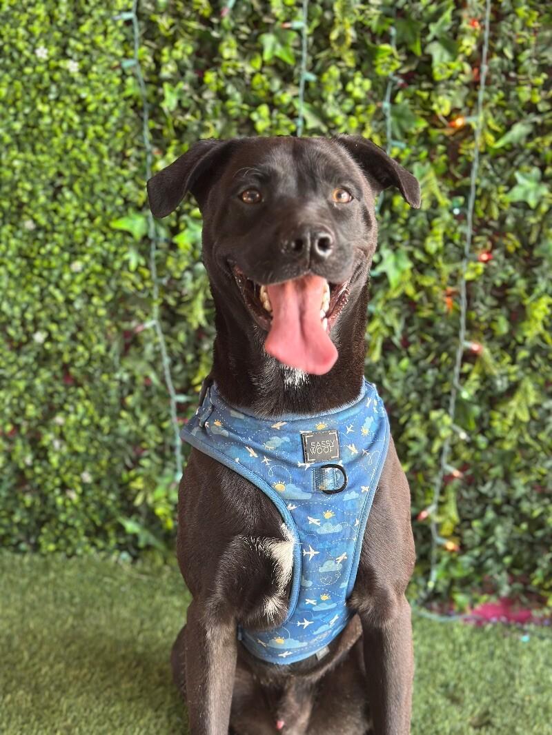 A young medium-sized male Black Labrador Retriever dog named Berlin for adoption in Carlsbad, CA