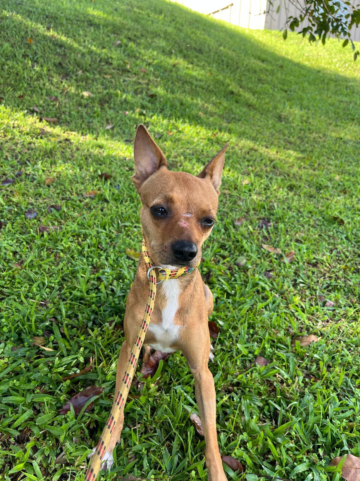A young small-sized female Apricot / Beige Chihuahua dog named Cam for adoption in Brooklyn, NY