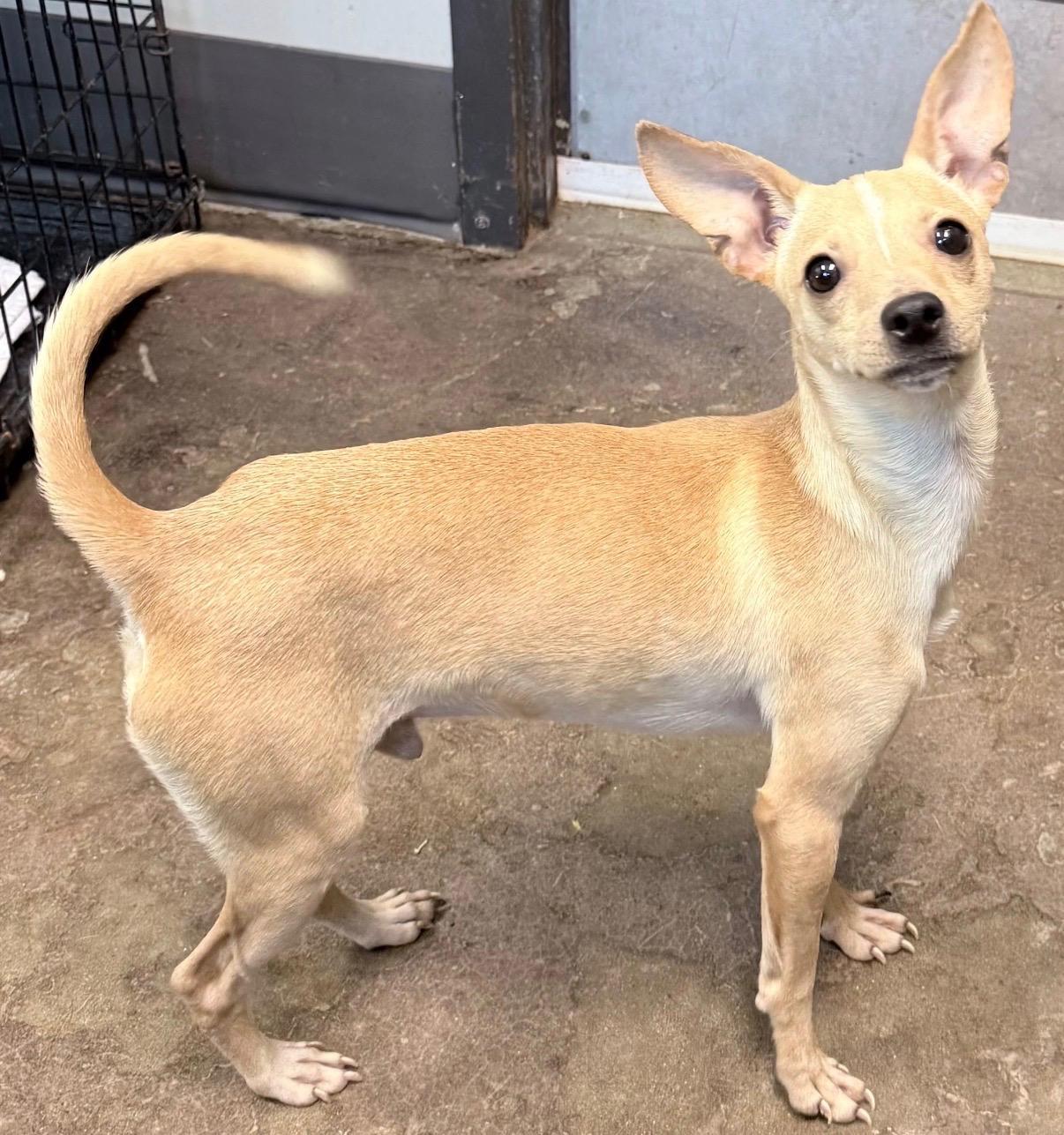 An adult small-sized male Apricot / Beige Chihuahua dog named Wrango for adoption in Newfoundland, NJ