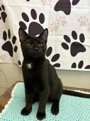 A young medium-sized male Black & White / Tuxedo Tuxedo cat named Tux for adoption in Chuckey, TN