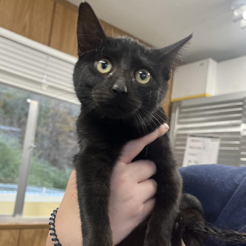 A baby small-sized female Black Domestic Short Hair cat named Peaches for adoption in Columbiana, AL
