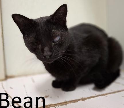 Bean