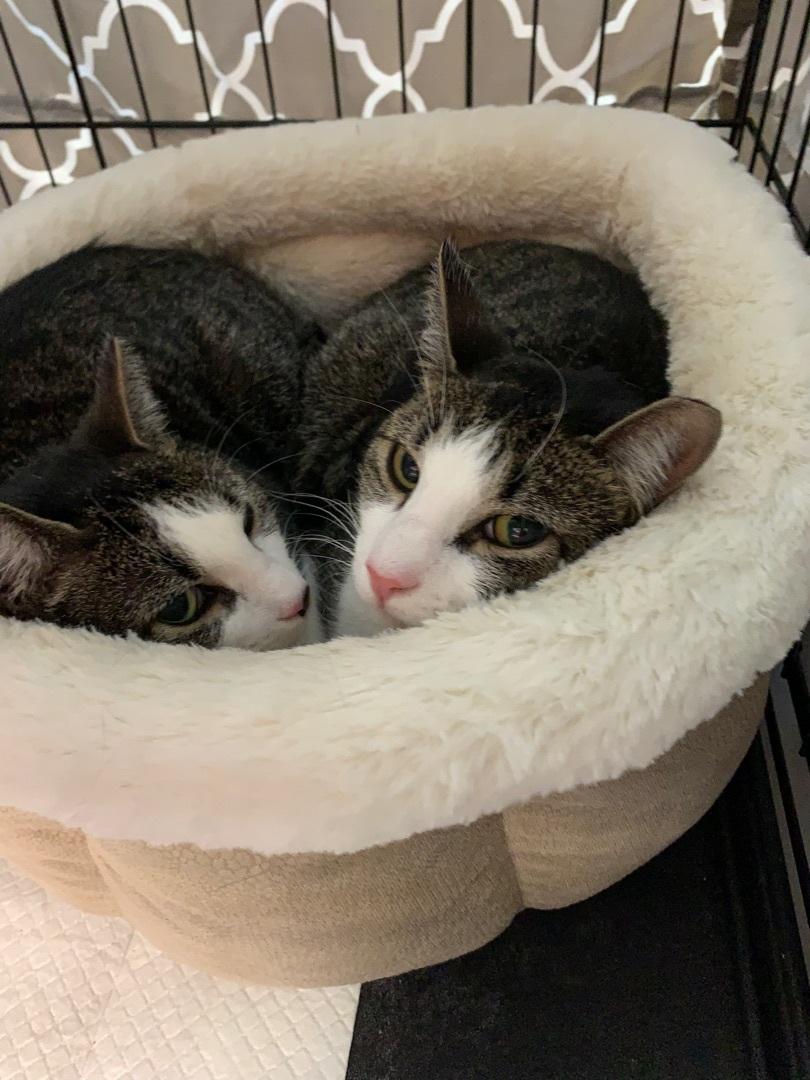 An adult medium-sized female Black & White / Tuxedo Domestic Short Hair cat named Trixie & Pixie for adoption in West New York, NJ