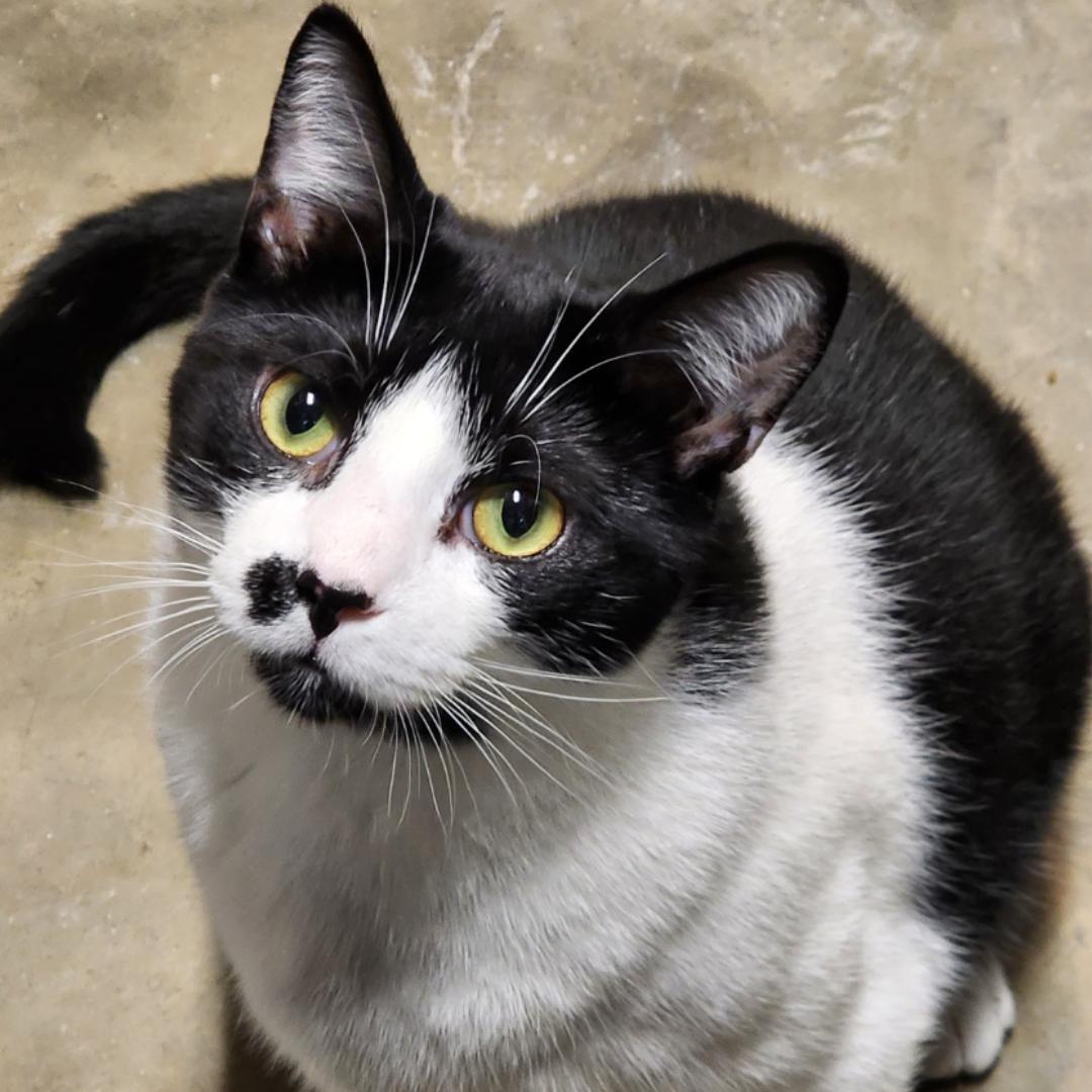 A young large-sized male Black & White / Tuxedo Domestic Short Hair cat named Oreo for adoption in Chuckey, TN