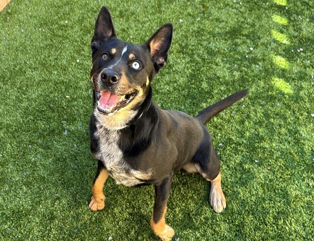 An adult medium-sized male Tricolor (Brown, Black, & White) Australian Cattle Dog / Blue Heeler dog named Final Call Euth Listed! for adoption in San Marcos, CA
