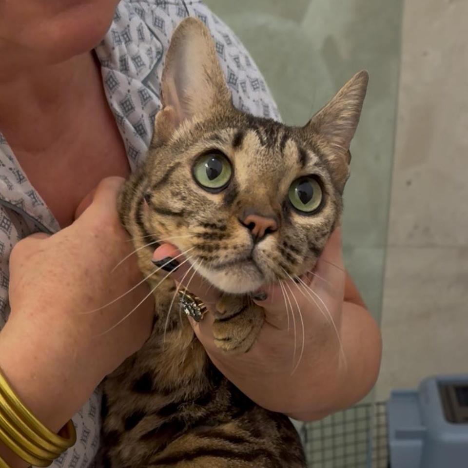 An adult large-sized female Tabby (Leopard / Spotted) Bengal cat named Lotus for adoption in Miami, FL