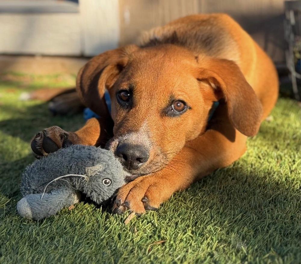 Prince Charming From Wortham