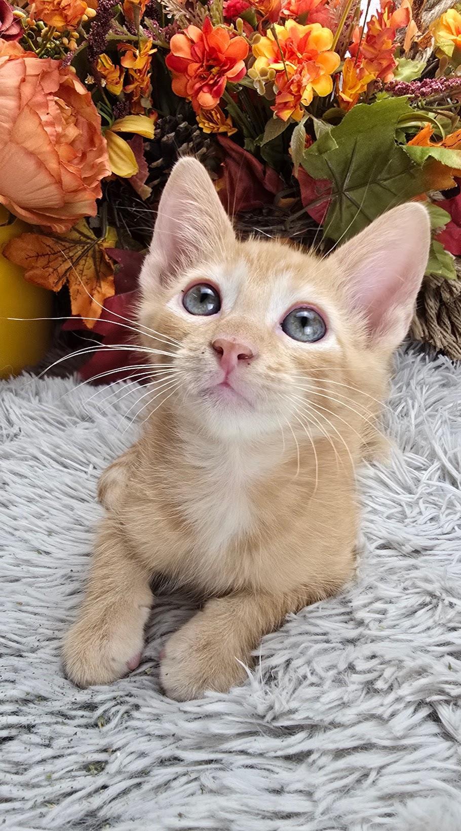 A baby small-sized male Orange / Red Domestic Short Hair cat named Hawk for adoption in Ocean Springs, MS