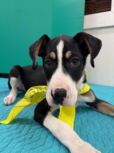 Oatmeal Raisin Cookie