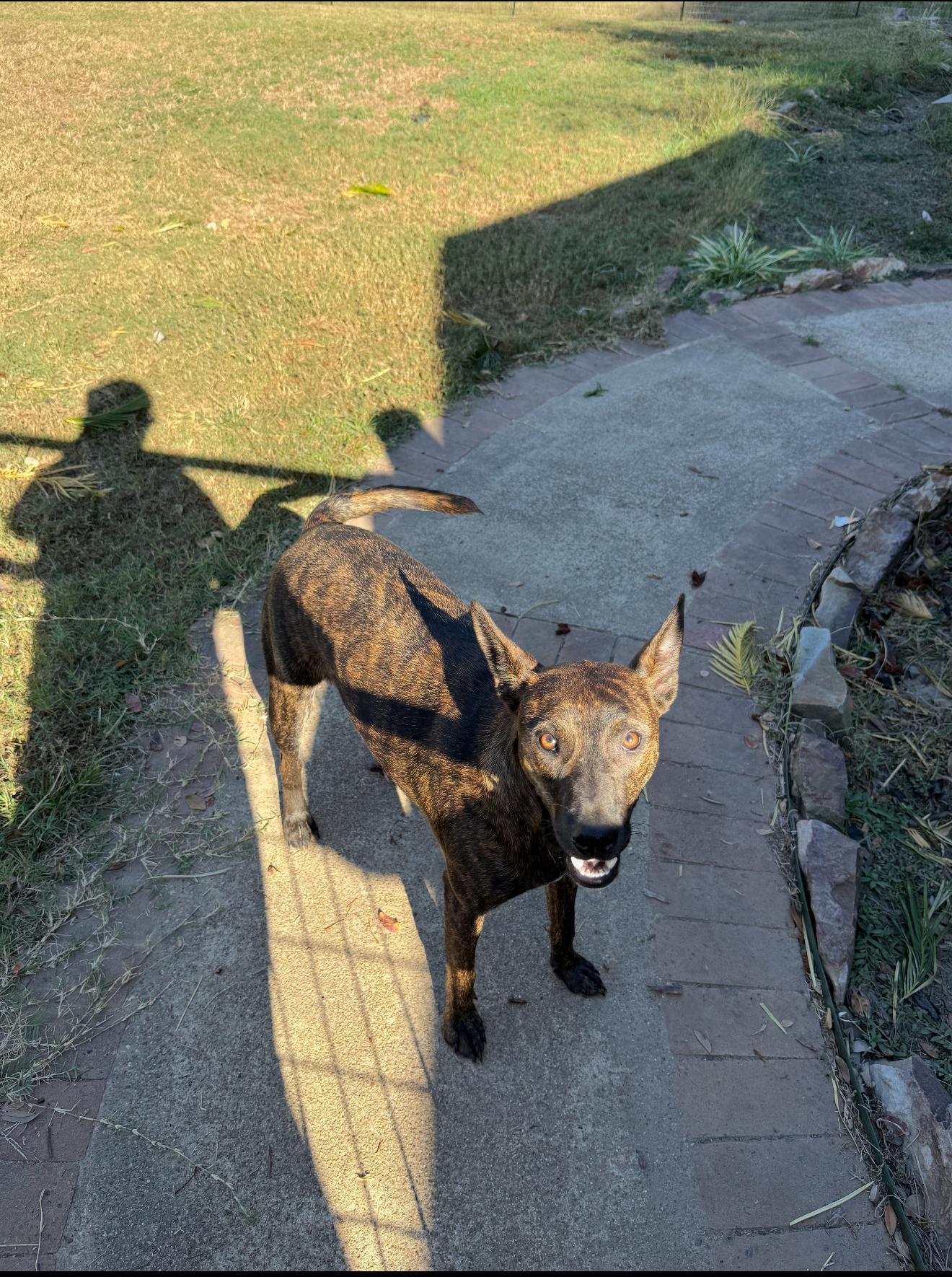 A young medium-sized female Belgian Shepherd / Malinois dog named Jenny for adoption in Queen City, TX