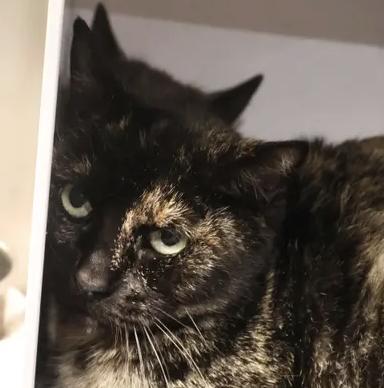 Tawna Bonded To Coco