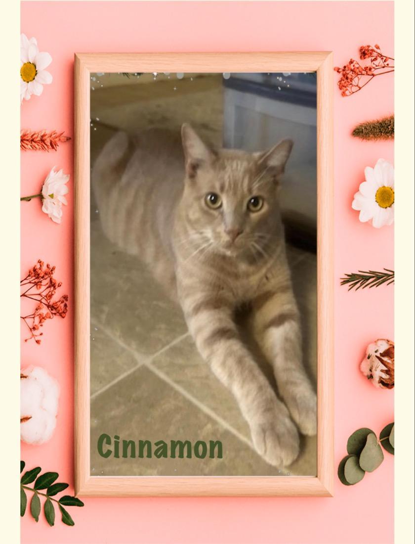 Cinnamon