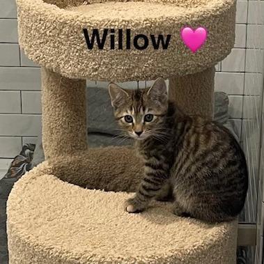 Willow