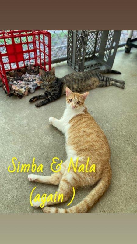 Simba & Nala