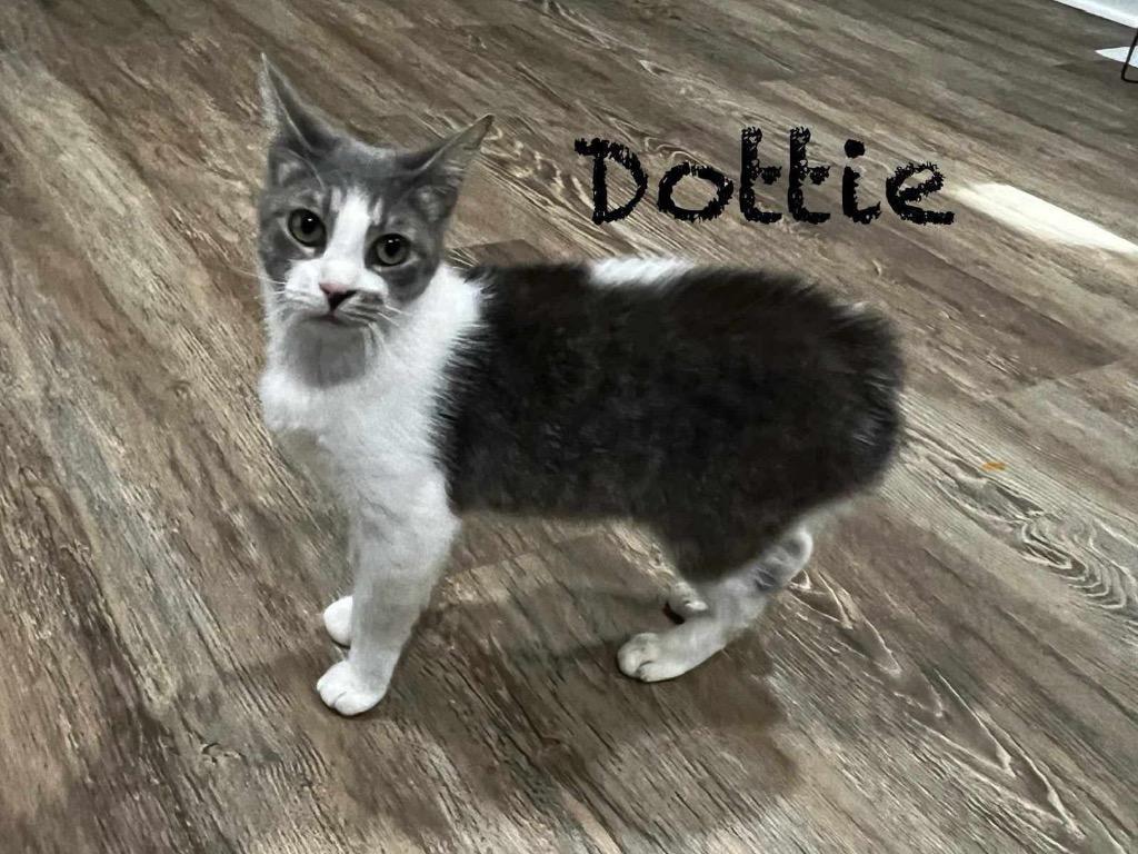 Dottie