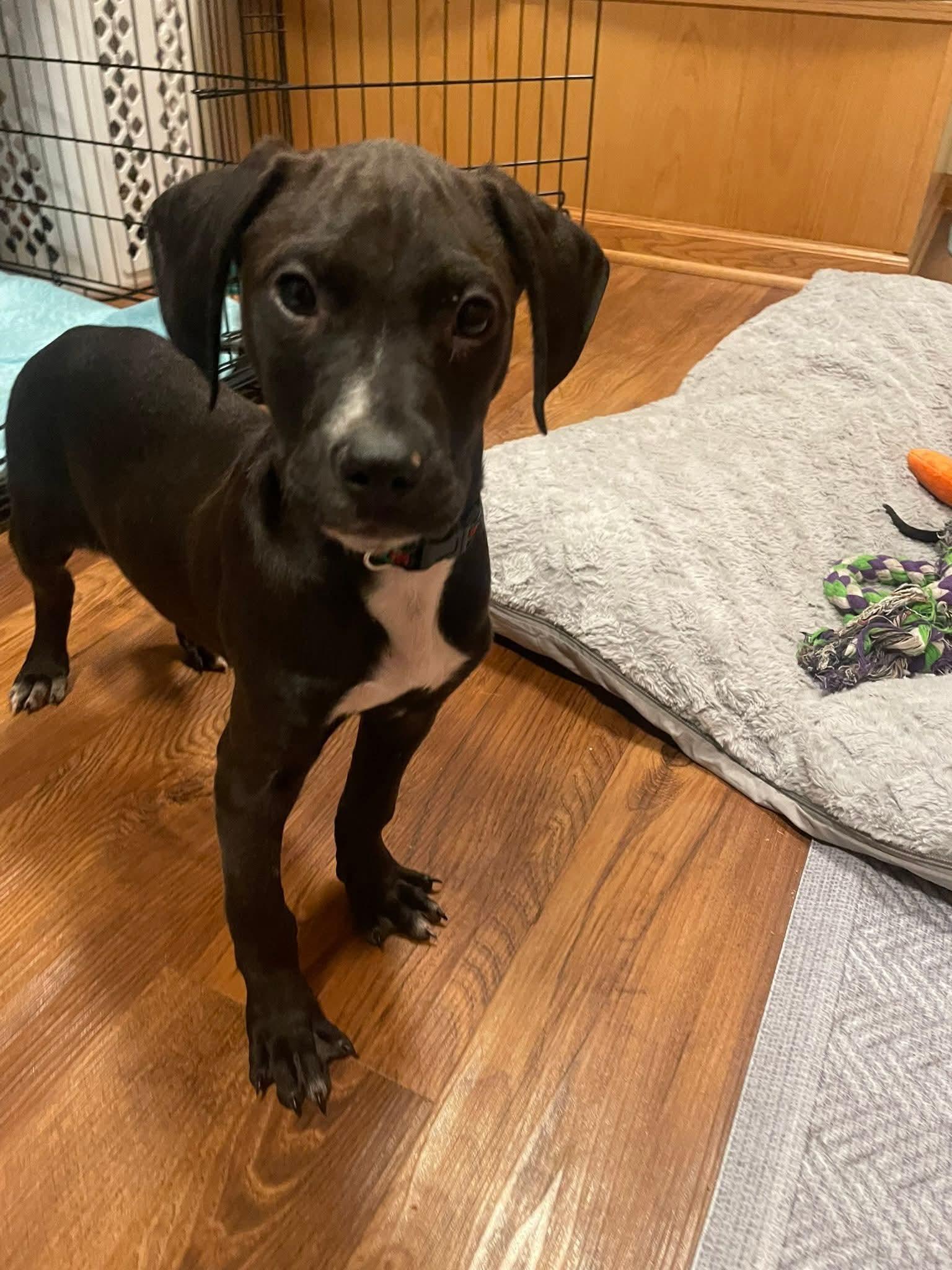 Pj The Houndpointer Mix